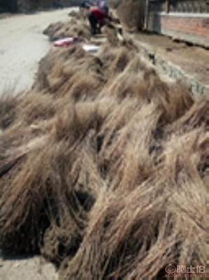 遼寧紫穗槐（棉槐）苗木及油條購買指南 開原市富春苗木經銷處詳解