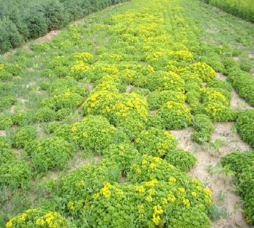 楊浦區景觀苗木收購價格解析