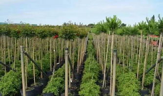 百年匠心，綠意傳承——一家110年歷史的苗圃公司的苗木培育之道