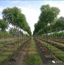 培育精品苗木十大要領