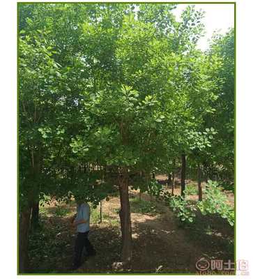 河南叢生黃櫨價格及供應商介紹