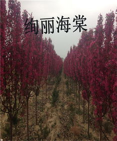 絢麗海棠苗 留源苗木，優質商家的兩公分精品選擇