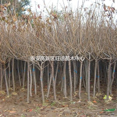 泰安高新區旺運苗木中心 專業苗木服務與綠色生態發展