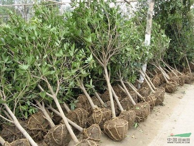 桂花苗木報價信息與基地直銷指南