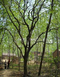 出售苗木與百年柿子樹 市場行情、廠家選擇與采購指南