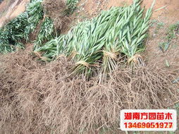 長沙縣跳馬鄉方園苗木場灌木產品列表