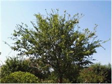 雨陽苗木基地優質樸樹苗木展示