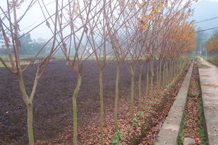 園林綠化苗木精選 多樣品種，優質服務