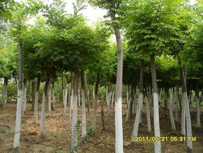 國槐 山東惠民萬盛景觀苗木的生態瑰寶與市場機遇