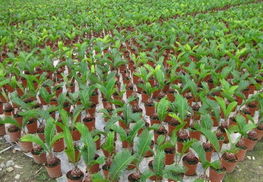 鐵樹苗木全攻略 供應、品種、價格與選購指南