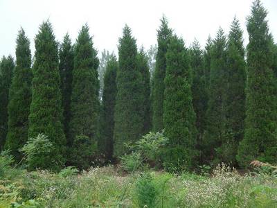 檜柏苗木批發渠道全攻略 從產地到市場，一篇講清